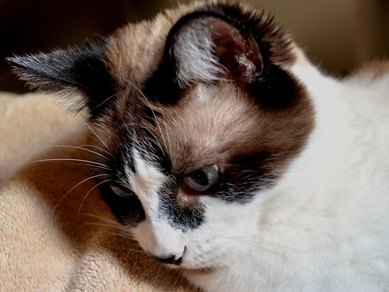 Unraveling the Mystique of Siamese Mix Kittens: A Comprehensive Guide