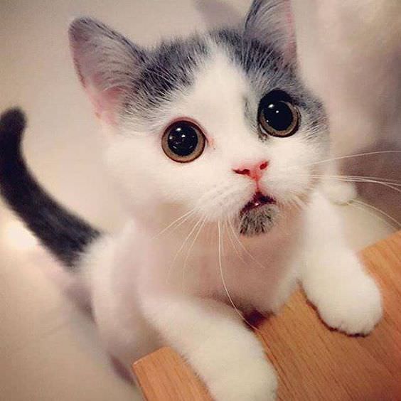 5 Cute Cat Pictures That Will Make You Say Awwwww